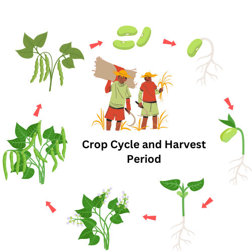 Crop Cycle and Harvest Period